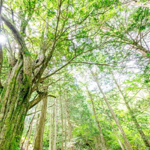 癒し・心の安定